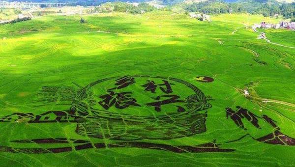 乡村振兴与智慧农业的发展息息相关.jpeg